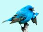 twitter-tests-subscription-models – mobile marketing reads
