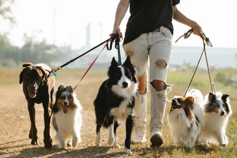 best-dog-walking-apps – mobile marketing reads