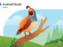 Colorful quail perched on a brown branch against a blue sky and green hills, as Android Studio Quail 4 branding appears to the left.